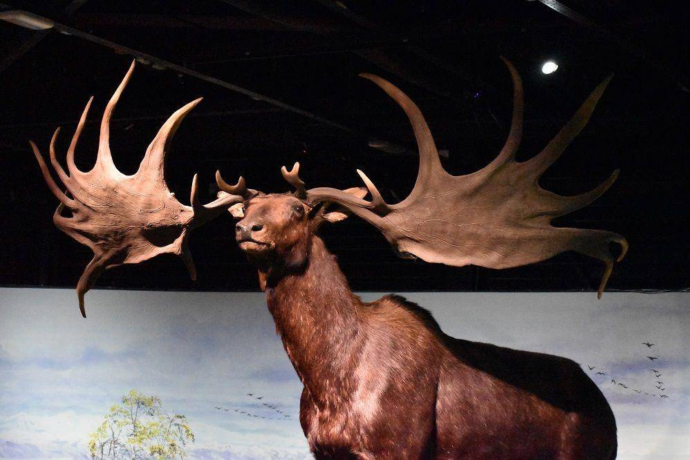 ilustrasi rekonstruksi irish elk (commons.wikimedia.org/Tylwyth Eldar)