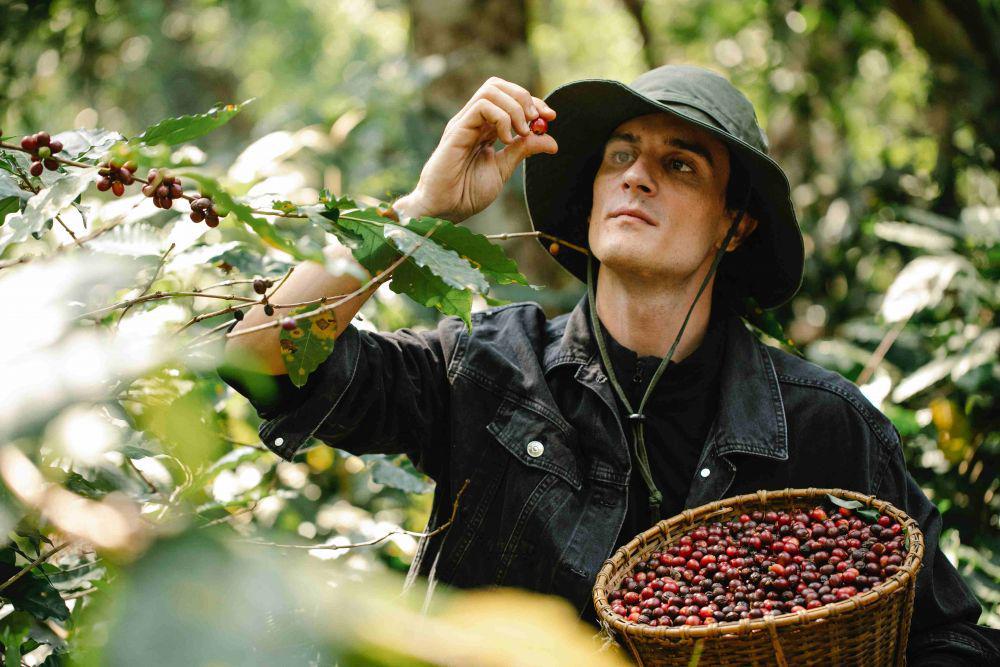 5 Cara Menanam Kopi, Bijinya bisa Diolah jadi Minuman