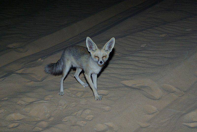 potret seekor rubah rüppell di gurun pasir (commons.wikimedia.org/Ernesto Graf)
