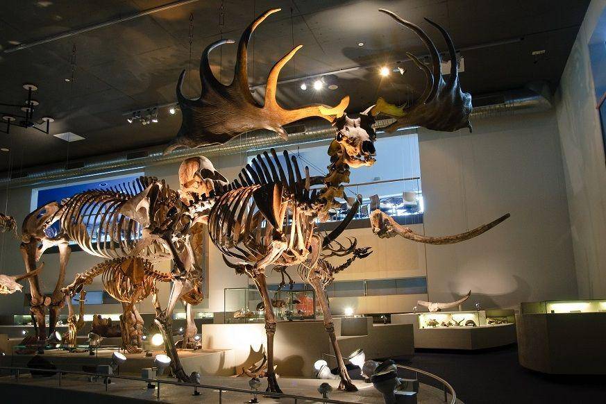 ilustrasi irish elk di museum (commons.wikimedia.org/thedogg)