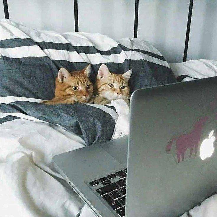 potret momen kocak hewan saat bersantai (instagram.com/thesnuggleisrl)