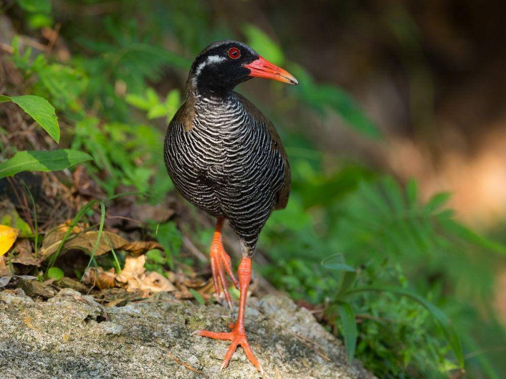ilustrasi Okinawa rail (ebird.org/yann muzika)