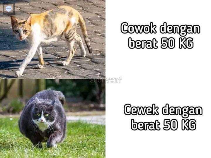 meme kucing tengil (twitter.com/AREAJULID)