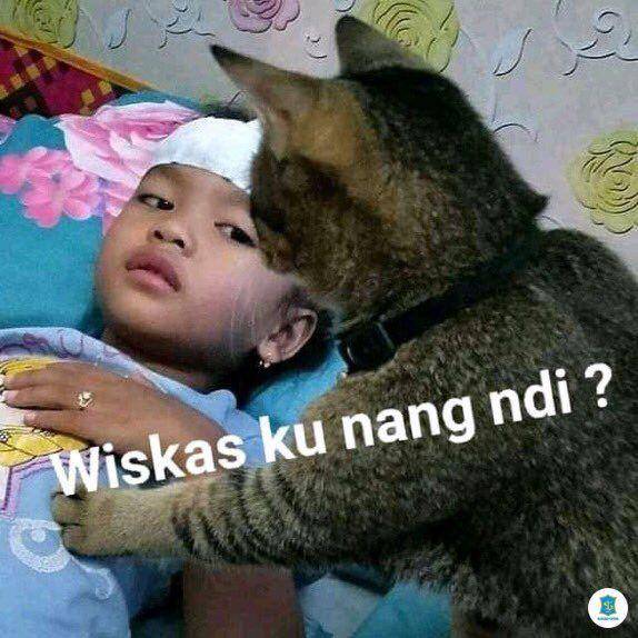 meme kucing tengil (twitter.com/patheticlone)