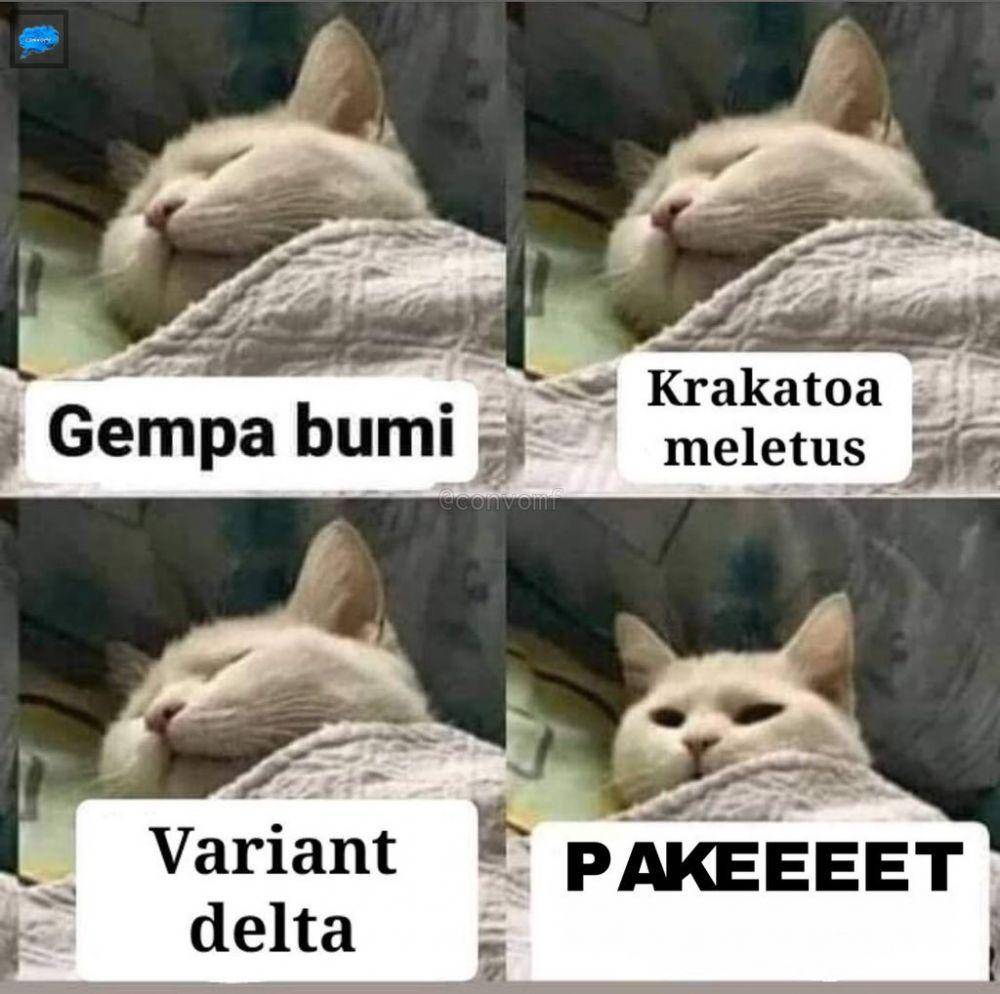 meme kucing tengil (twitter.com/pers0nnefolle)