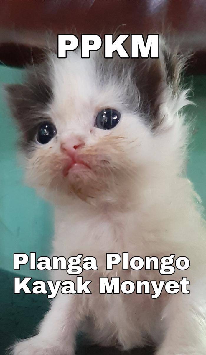 meme kucing tengil (twitter.com/kochengfs)