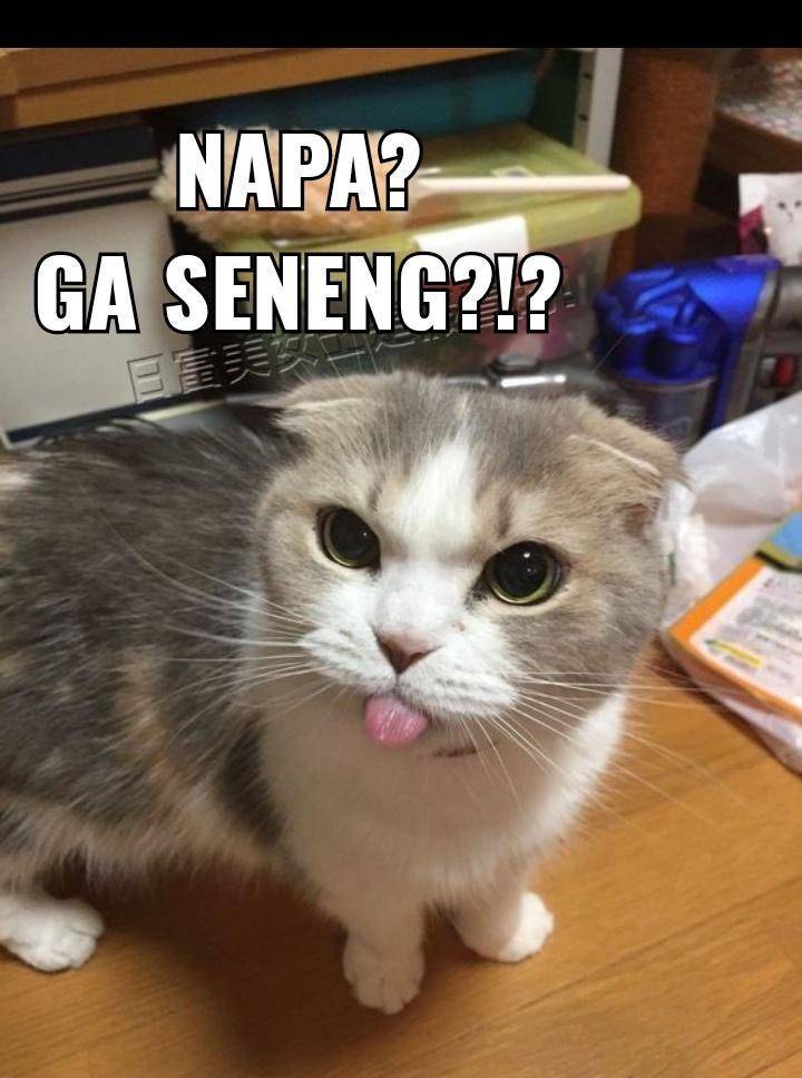 meme kucing tengil (twitter.com/imabearbig)