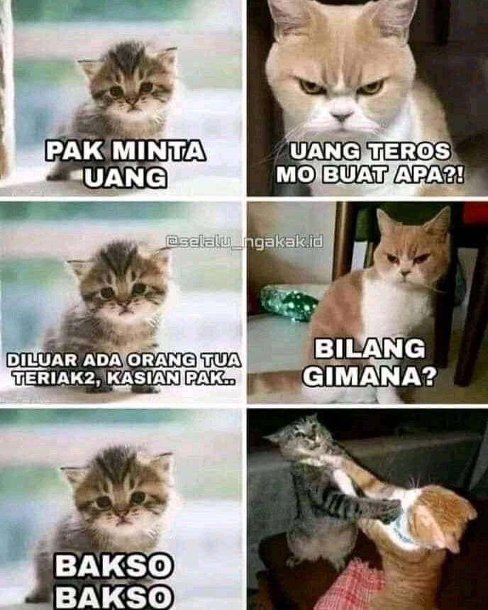 meme kucing tengil (twitter.com/boelenktau)