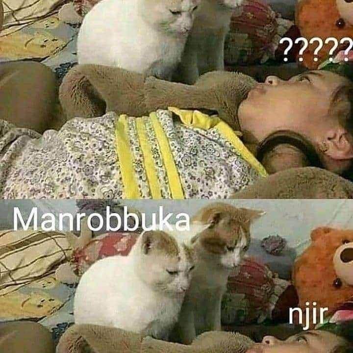 meme kucing tengil (twitter.com/sepi_yon)