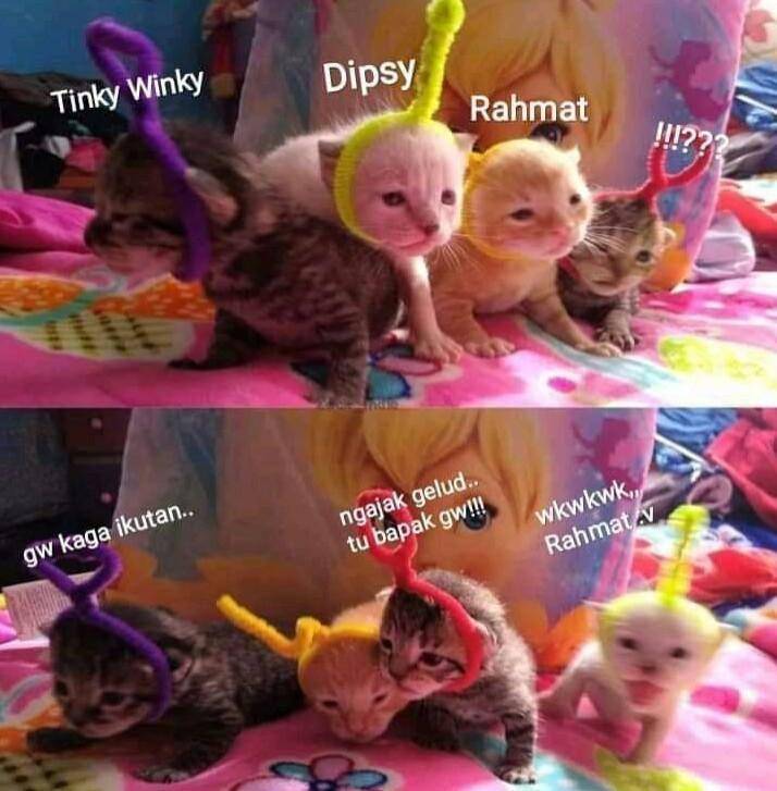 meme kucing tengil (twitter.com/tulangtusakmu)