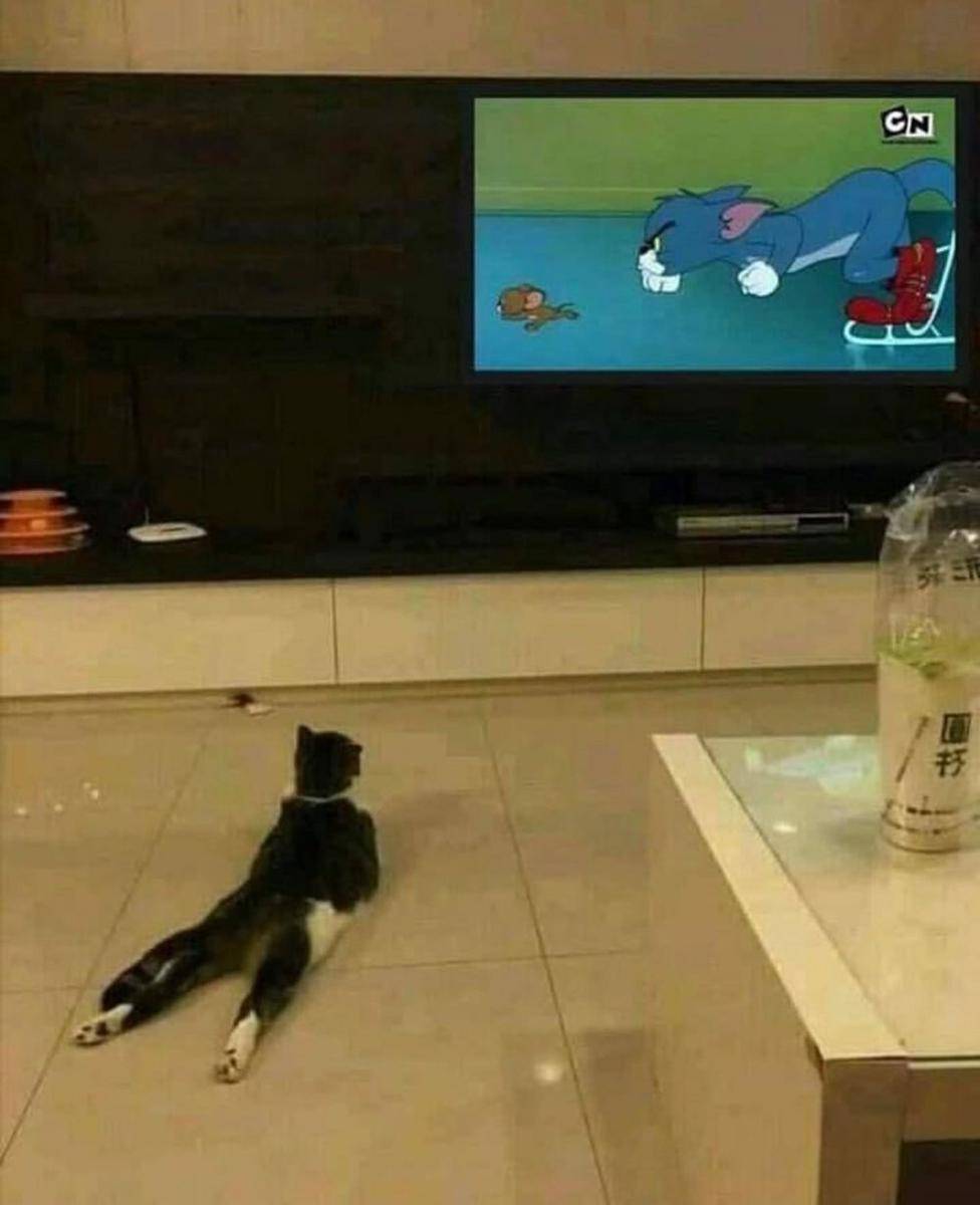 potret momen kocak hewan saat bersantai (instagram.com/thesnuggleisrl)