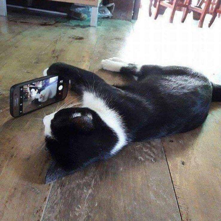 potret momen kocak hewan saat bersantai (instagram.com/thesnuggleisrl)