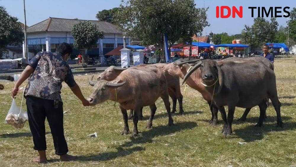 5 Ekor Kerbau Bule Terjangkit PMK Dievakuasi ke Dalam Keraton