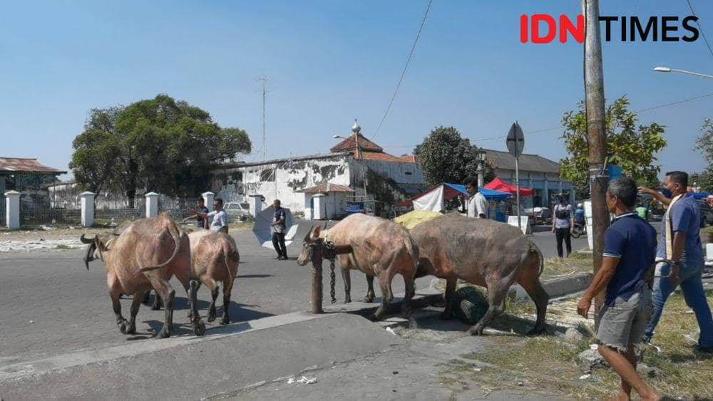 Kerbau Kyai Slamet milik Keraton Solo yang dievakuasi. (IDN Times/Larasati Rey)