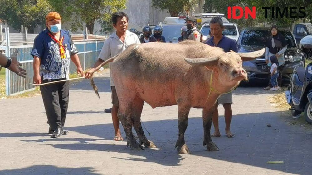 Kerbau Kyai Slamet milik Keraton Solo yang dievakuasi. (IDN Times/Larasati Rey)