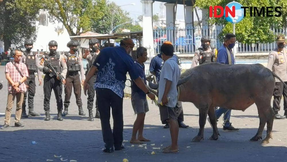 Kerbau Kyai Slamet milik Keraton Solo yang dievakuasi. (IDN Times/Larasati Rey)