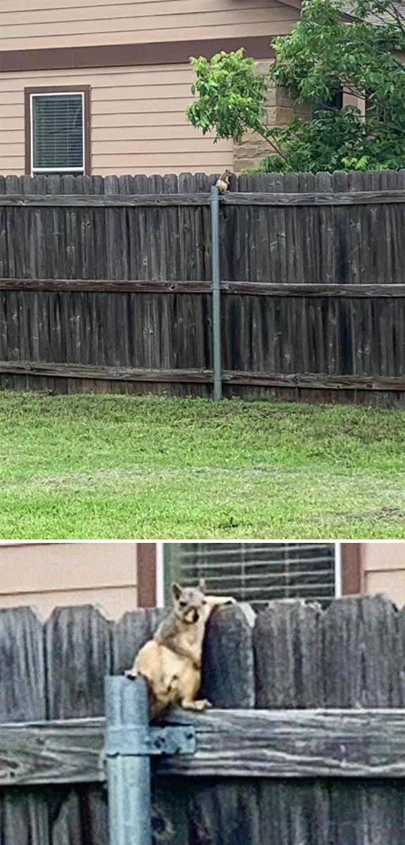 Pemotretan hewan liar gagal berakhir lucu. (facebook.com/Lindsey Bates)