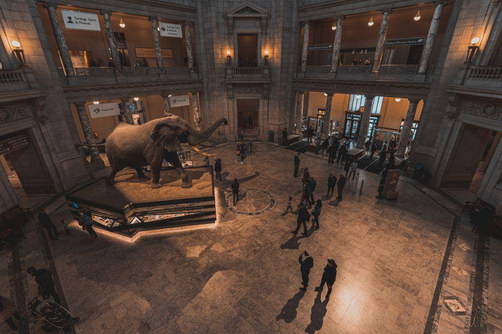 National Museum of Natural History (unsplash.com/J. Amill Santiago)