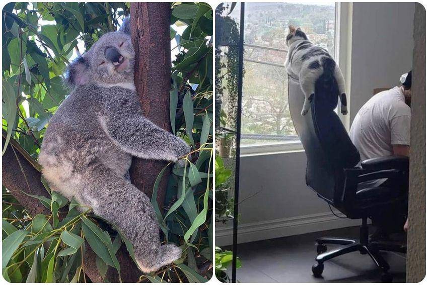 kolase potret momen kocak hewan saat bersantai (instagram.com/thesnuggleisrl)
