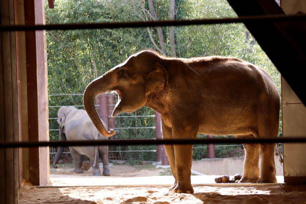 Smithsonian's National Zoo (unsplash.com/Seth Abramczyk)