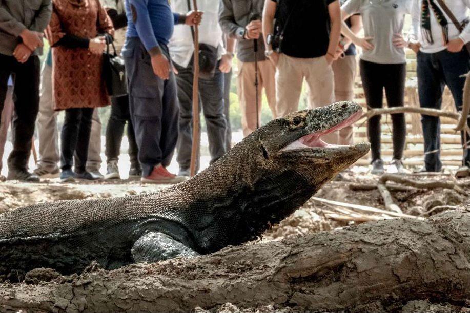 Tarif Masuk Pulau Padar dan Komodo Naik Jadi Rp3,75 Juta Pekan Depan