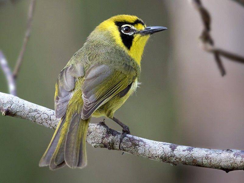 ilustrasi Bonin mata putih (ebird.org/Lars Petersson)