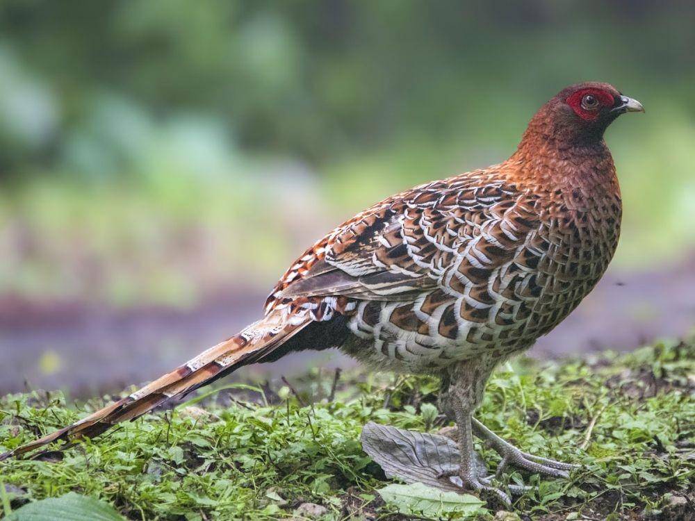 ilustrasi pegar tembaga (ebird.org/Carlos Ibañez)