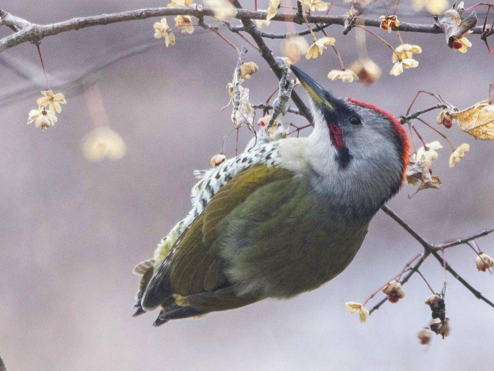 ilustrasi burung pelatuk hijau Jepang (ebird.org/Carlos Ibañez)
