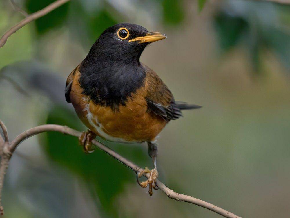ilustrasi Izu thrush (ebird.org/Lars Petersson)