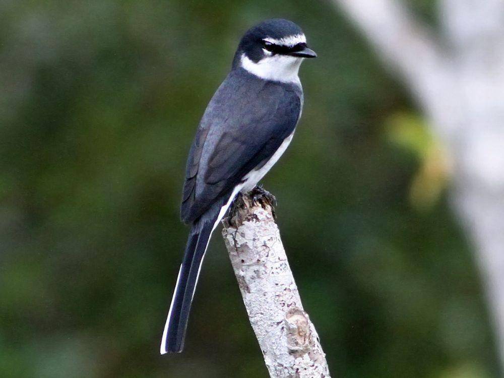 ilustrasi Ryūkyū minivet (ebird.org/Andrew Spencer)