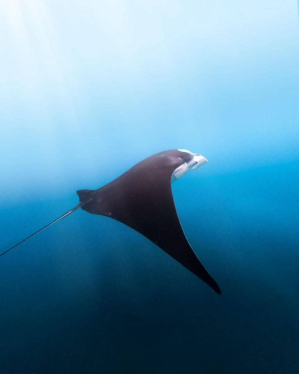 Pari Manta (unsplash.com/Caleb Russell)