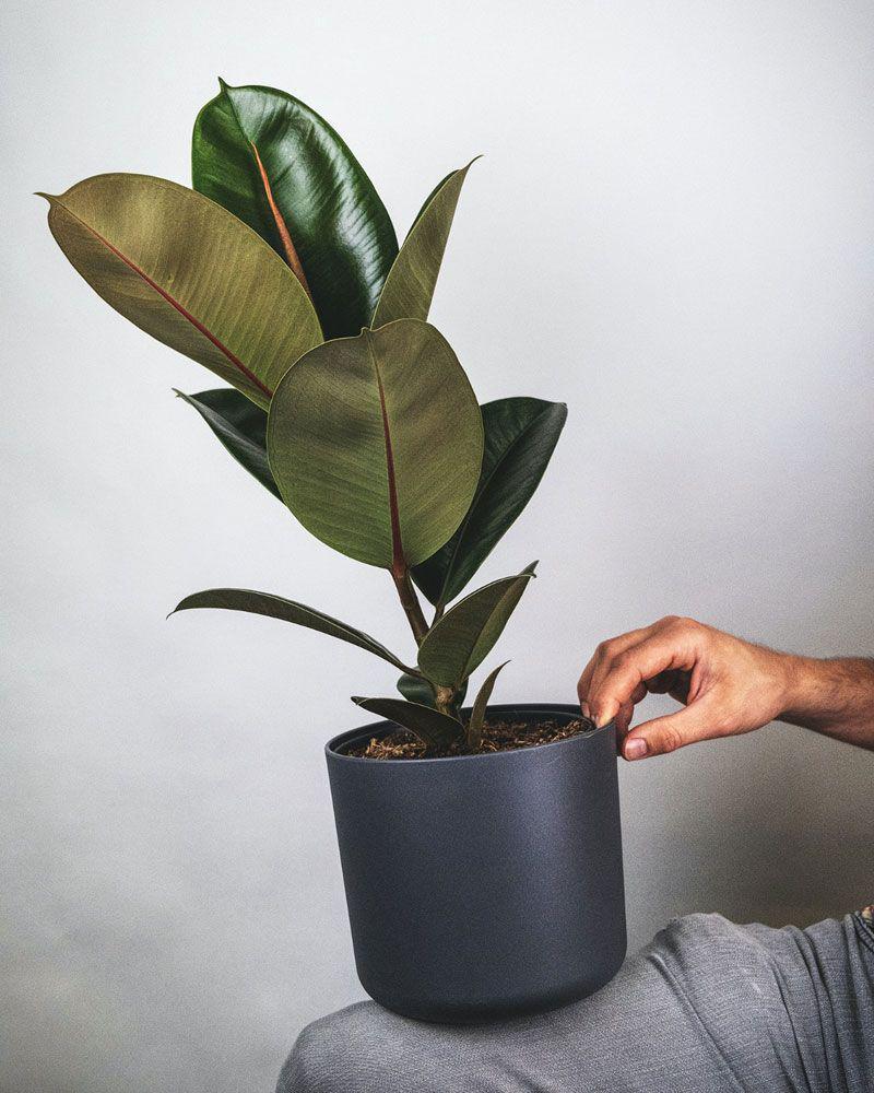 daun karet kebo (unsplash.com/feey)
