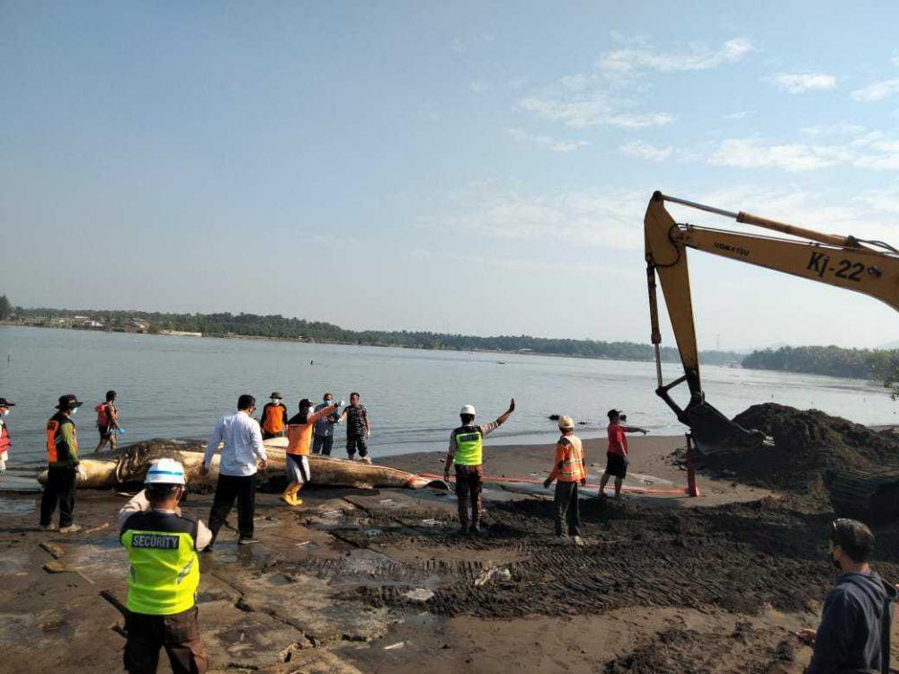 Hiu tutul ditemukan mati di Kulon Progo.(Dok Istimewa)