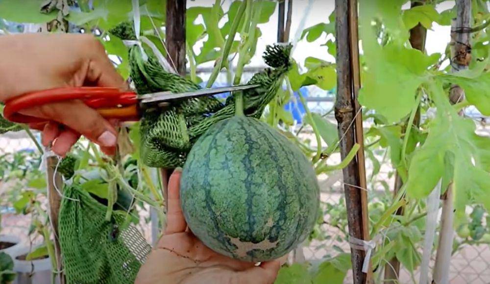 ilustrasi cara memanen buah semangka (youtube.com/V87 Garden)
