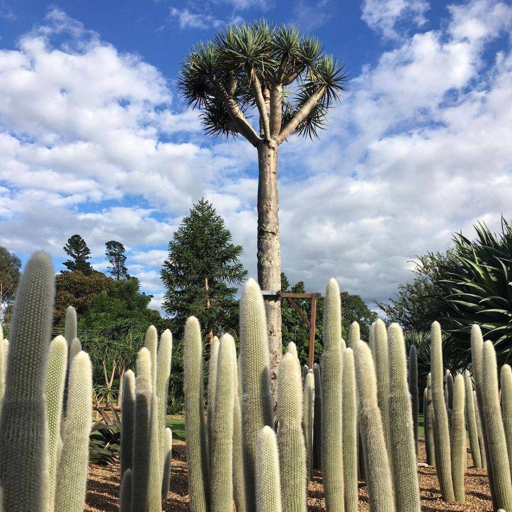 ilustrasi silver torch cactus (instagram.com/dalefrankbotanicalgardens)