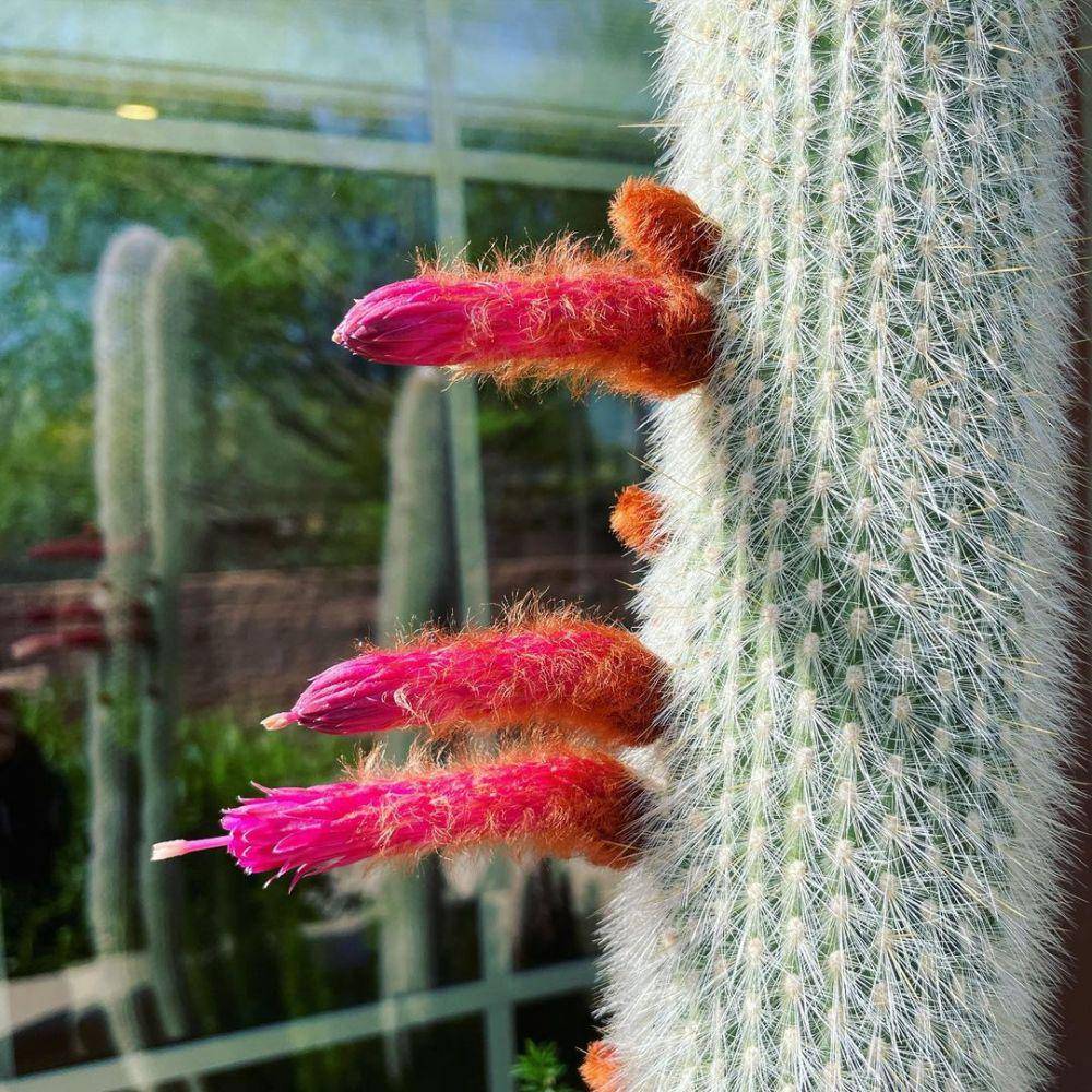 ilustrasi bunga silver torch cactus (instagram.com/highinthenow)