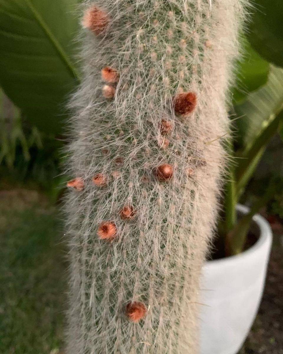 ilustrasi silver torch cactus (instagram.com/opulent_succulents)