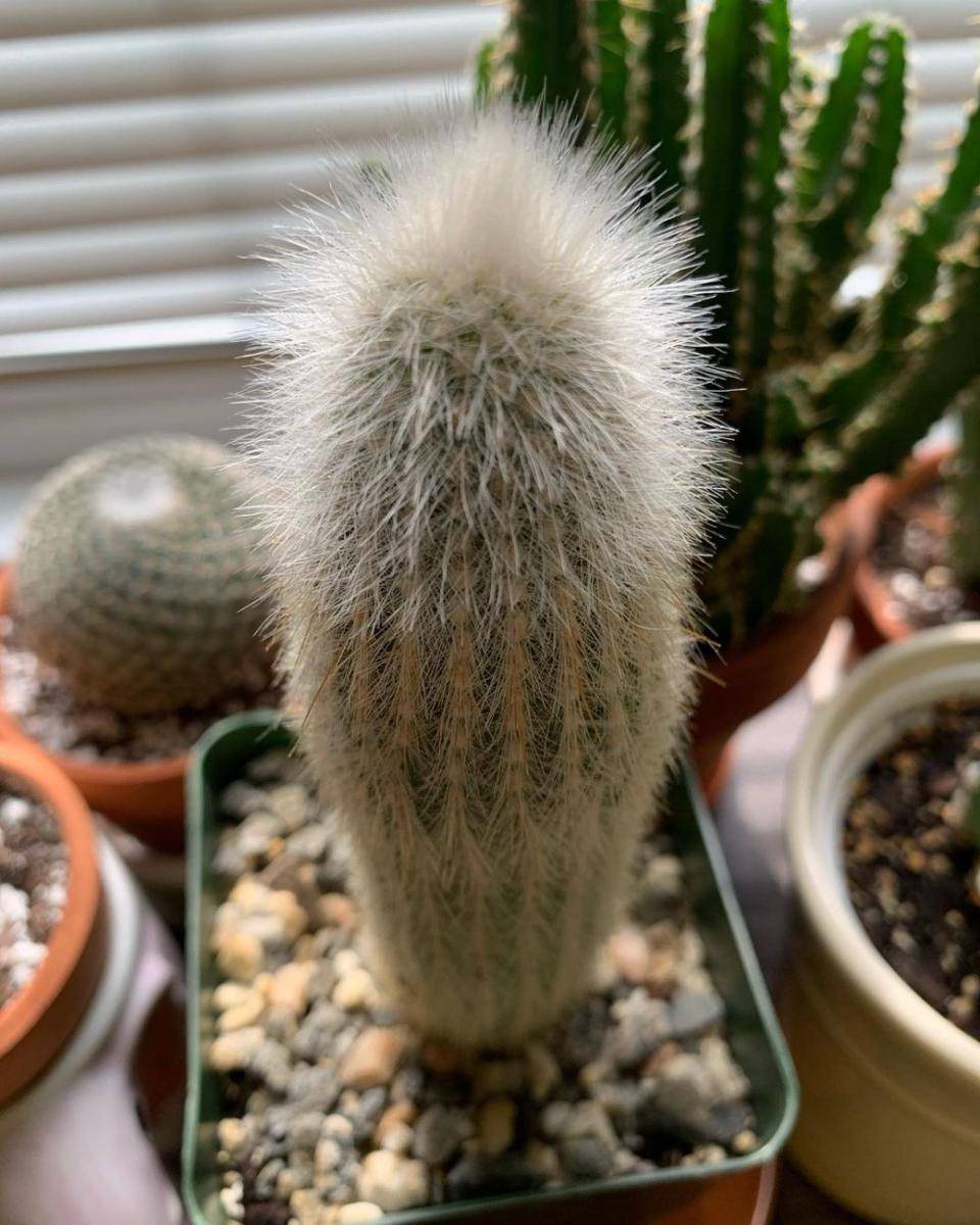 ilustrasi silver torch cactus (instagram.com/plant_mom2021)