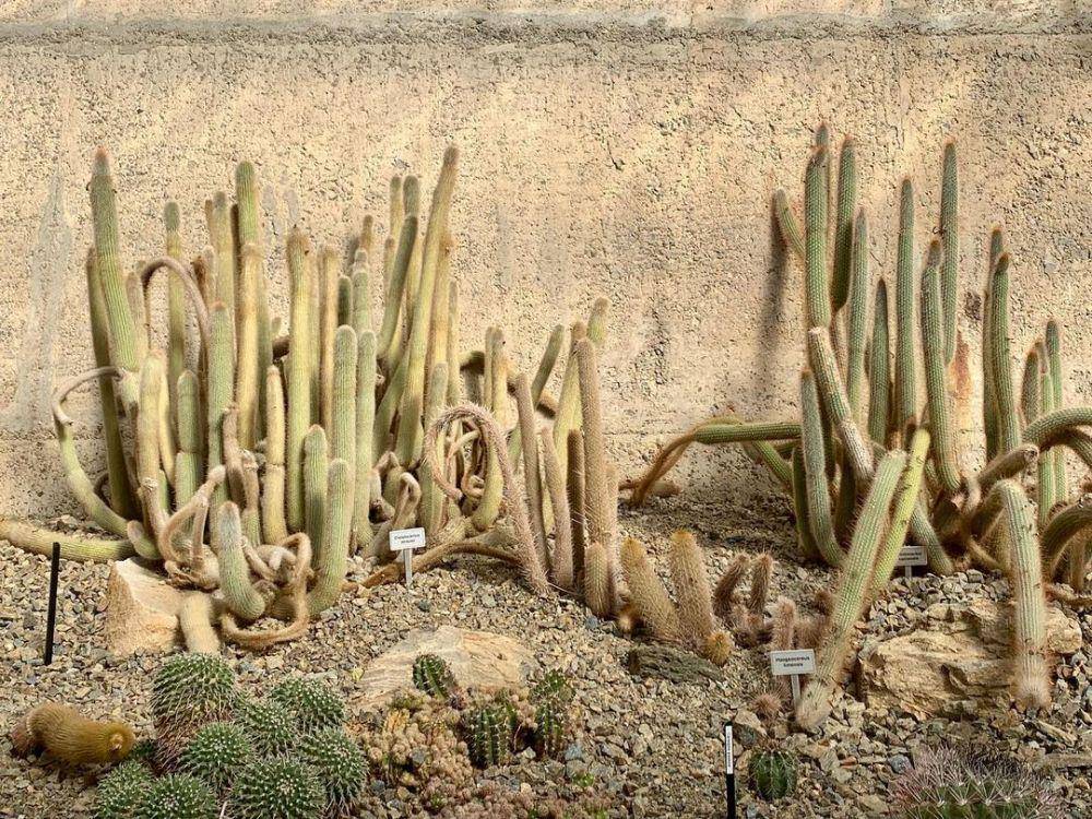 ilustrasi silver torch cactus (instagram.com/gracesbotanicalgarden)