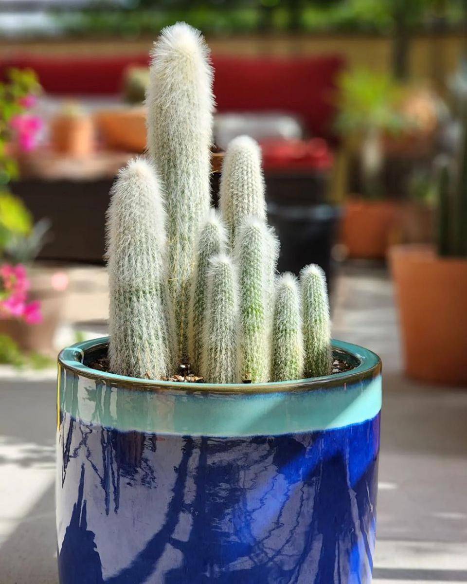 ilustrasi silver torch cactus (instagram.com/cactus_and_coffee)
