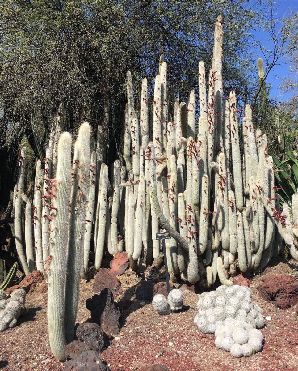 ilustrasi silver torch cactus (instagram.com/succulentzoo)