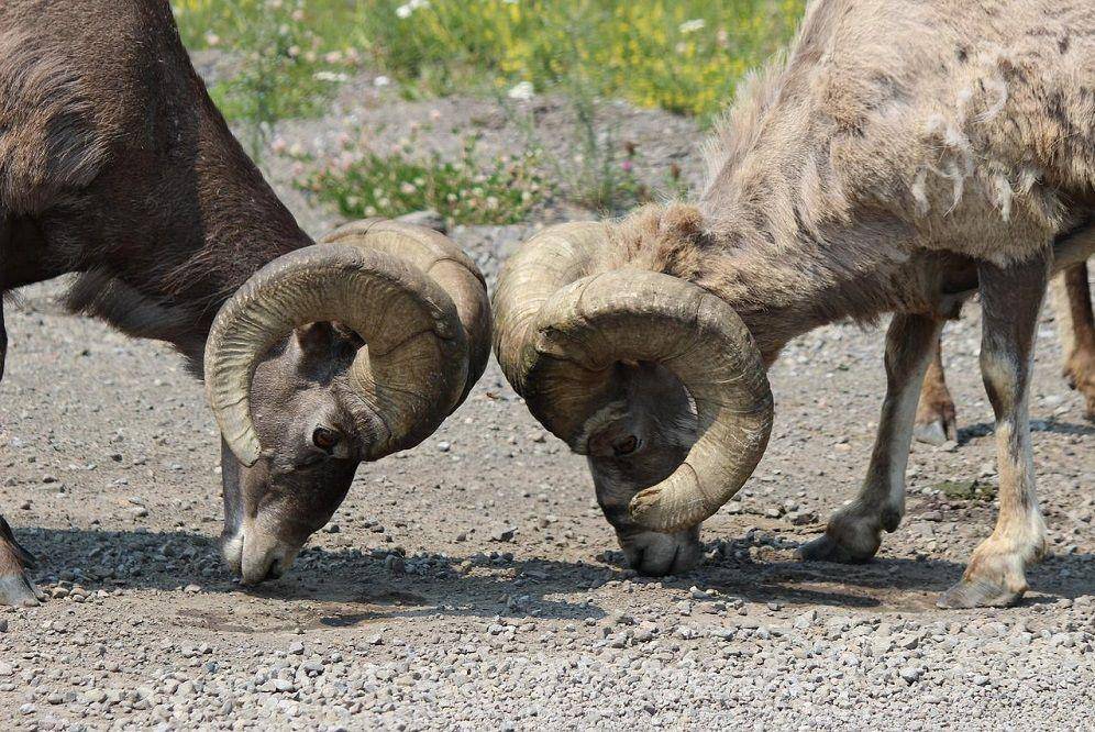 Dua bighorn sheep saling mengadukan tanduknya. (pixabay.com/janzen_5050_creations-1694019)