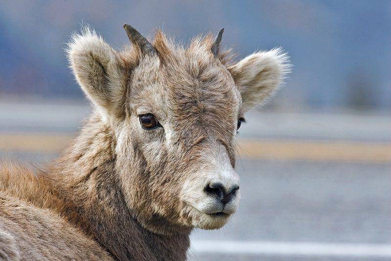 Bighorn sheep berusia remaja tampak dekat. (commons.wikimedia.org/Alan D. Wilson)