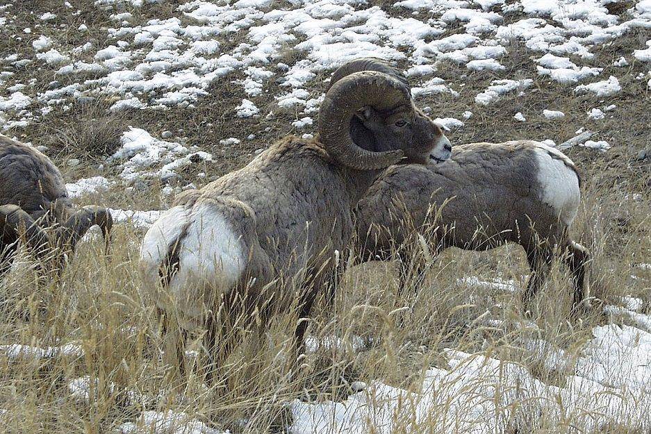 Sekelompok bighorn sheep di habitatnya. (pixabay.com/arttower-5337)