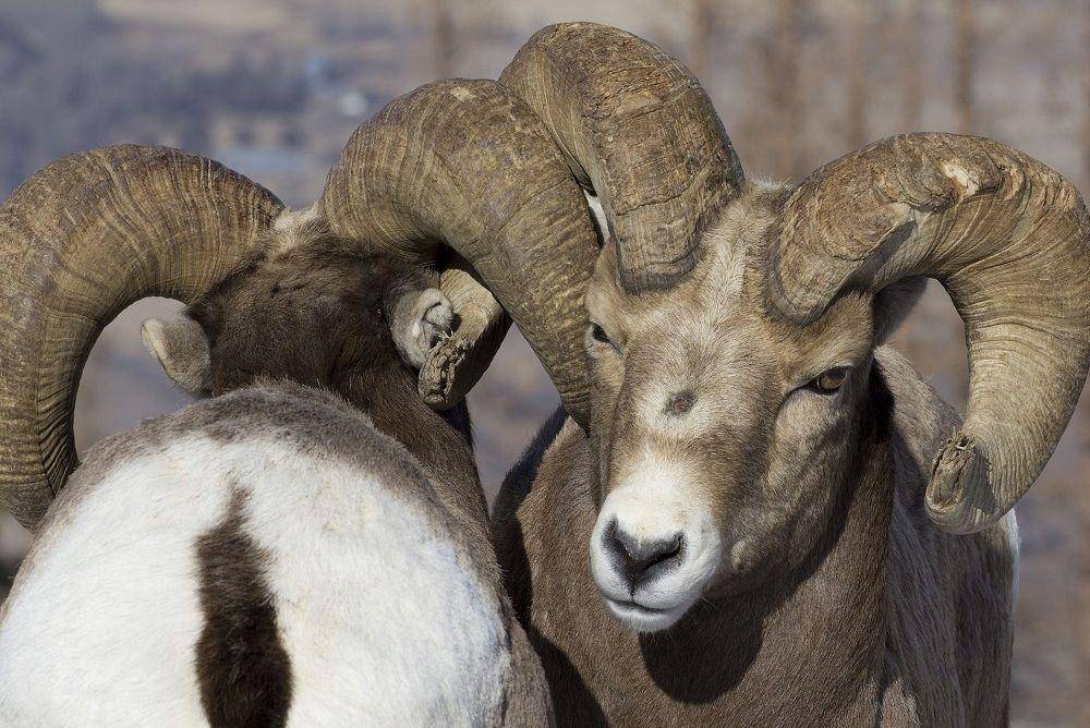 Dua bighorn sheep saling mengaitkan tanduknya. (commons.wikimedia.org/Oregon Department of Fish and Wildlife)