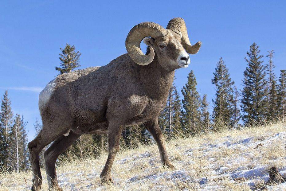 Bighorn sheep jantan di habitatnya. (commons.wikimedia.org/Oregon Department of Fish and Wildlife)