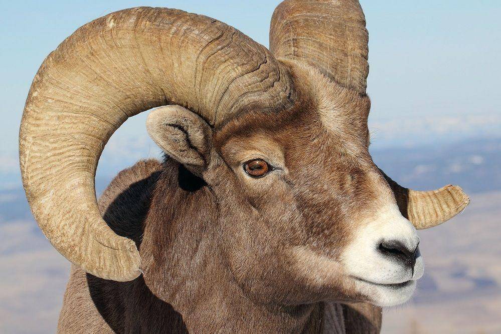 Kepala bighorn sheep jantan tampak dekat. (commons.wikimedia.org/Orgeon Department of Fish and Wildlife)