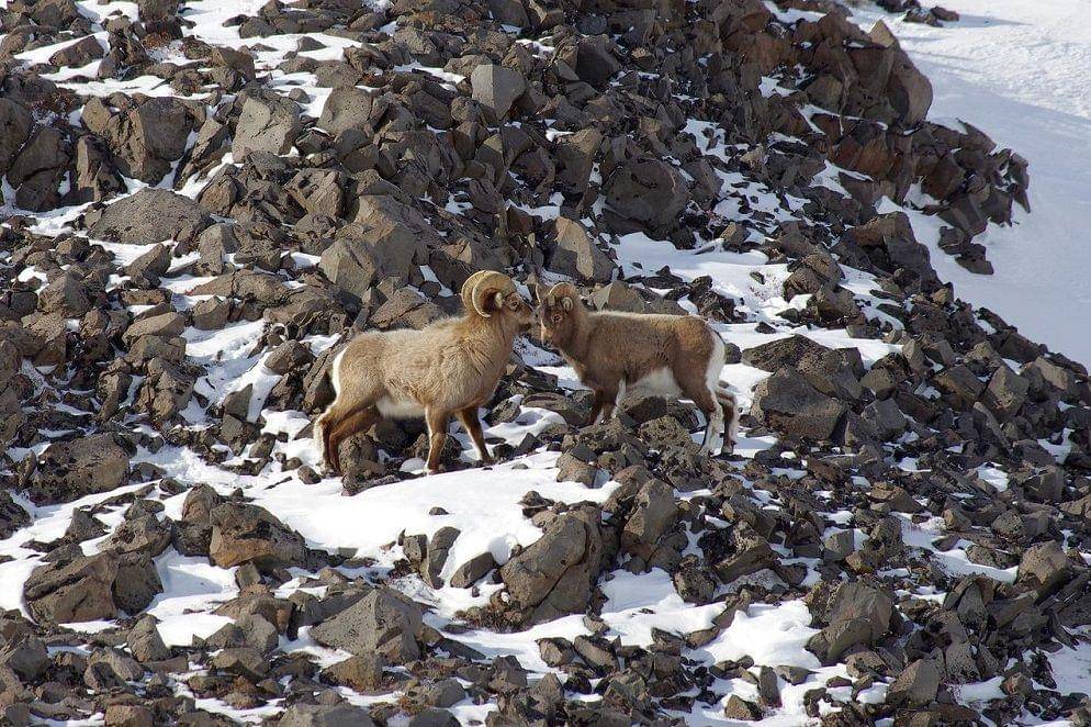 Dua bighorn sheep di habitatnya. (pixabay.com/natalia_kollegova-5226803)