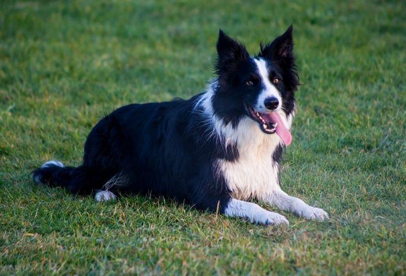 Border collie (rover.com)