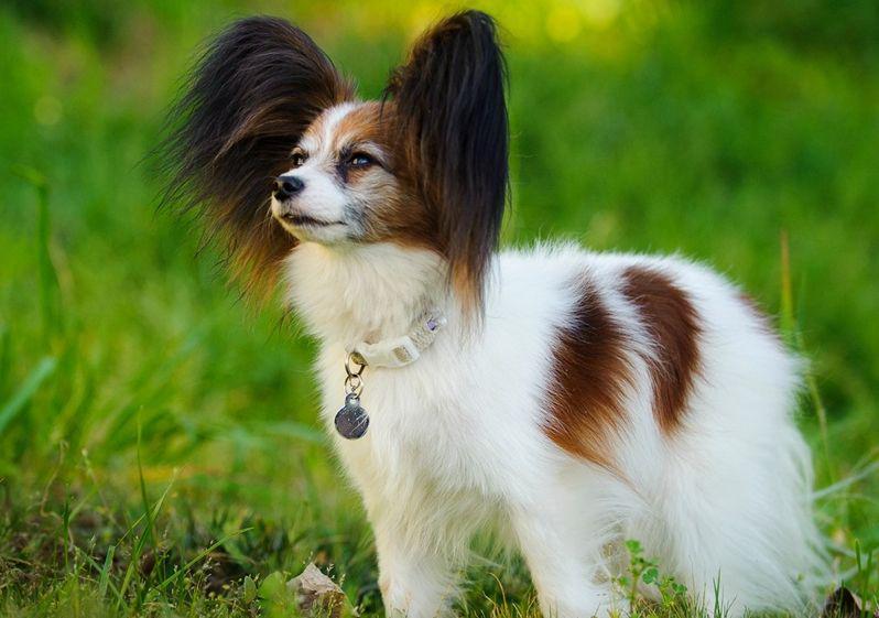 Papillon (thesprucepets.com)